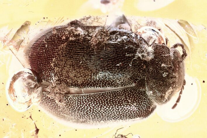 Detailed Fossil Marsh Beetle (Scirtidae) in Baltic Amber #346599